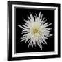 Chrysanthemum I-Jim Christensen-Framed Photographic Print