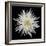 Chrysanthemum I-Jim Christensen-Framed Photographic Print