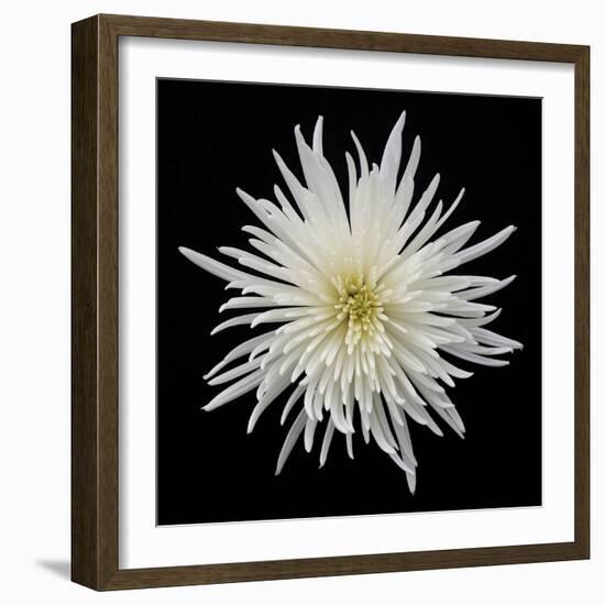 Chrysanthemum I-Jim Christensen-Framed Photographic Print