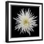Chrysanthemum I-Jim Christensen-Framed Photographic Print