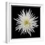 Chrysanthemum I-Jim Christensen-Framed Photographic Print