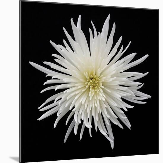 Chrysanthemum I-Jim Christensen-Mounted Photographic Print