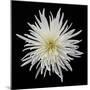 Chrysanthemum I-Jim Christensen-Mounted Photographic Print