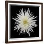 Chrysanthemum I-Jim Christensen-Framed Photographic Print