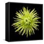 Chrysanthemum II-Jim Christensen-Framed Stretched Canvas
