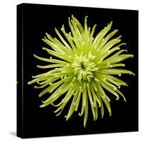 Chrysanthemum II-Jim Christensen-Stretched Canvas