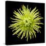 Chrysanthemum II-Jim Christensen-Stretched Canvas