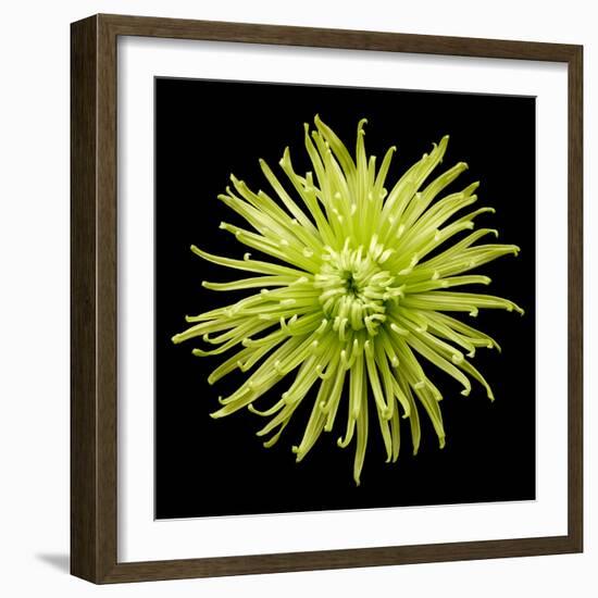 Chrysanthemum II-Jim Christensen-Framed Photographic Print