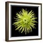 Chrysanthemum II-Jim Christensen-Framed Photographic Print