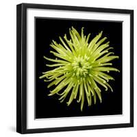 Chrysanthemum II-Jim Christensen-Framed Photographic Print