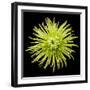 Chrysanthemum II-Jim Christensen-Framed Photographic Print