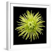 Chrysanthemum II-Jim Christensen-Framed Photographic Print