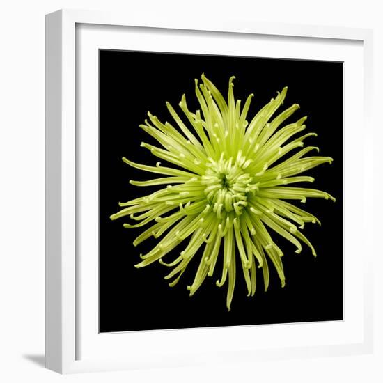 Chrysanthemum II-Jim Christensen-Framed Photographic Print