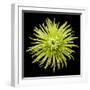 Chrysanthemum II-Jim Christensen-Framed Photographic Print