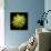 Chrysanthemum II-Jim Christensen-Photographic Print displayed on a wall