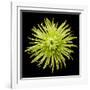 Chrysanthemum II-Jim Christensen-Framed Photographic Print