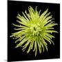 Chrysanthemum II-Jim Christensen-Mounted Photographic Print