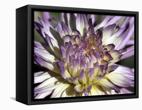 Chrysanthemum in Bloom-null-Framed Stretched Canvas