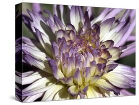 Chrysanthemum in Bloom-null-Stretched Canvas