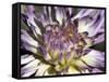 Chrysanthemum in Bloom-null-Framed Stretched Canvas