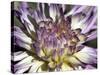 Chrysanthemum in Bloom-null-Stretched Canvas