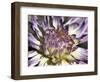 Chrysanthemum in Bloom-null-Framed Photographic Print