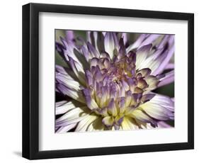 Chrysanthemum in Bloom-null-Framed Photographic Print