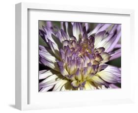 Chrysanthemum in Bloom-null-Framed Photographic Print