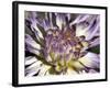 Chrysanthemum in Bloom-null-Framed Photographic Print