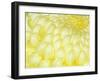 Chrysanthemum, Ise Shrine, Mie, Japan-Rob Tilley-Framed Photographic Print