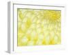 Chrysanthemum, Ise Shrine, Mie, Japan-Rob Tilley-Framed Photographic Print