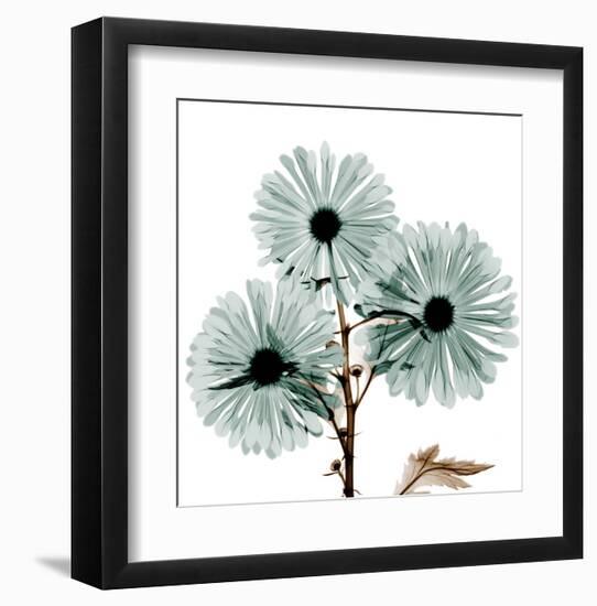 Chrysanthemum Love-Albert Koetsier-Framed Art Print