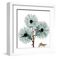 Chrysanthemum Love-Albert Koetsier-Framed Art Print