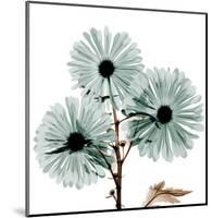 Chrysanthemum Love-Albert Koetsier-Mounted Art Print