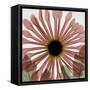 Chrysanthemum Marsala-Albert Koetsier-Framed Stretched Canvas