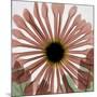 Chrysanthemum Marsala-Albert Koetsier-Mounted Art Print
