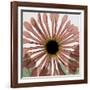 Chrysanthemum Marsala-Albert Koetsier-Framed Art Print