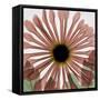 Chrysanthemum Marsala-Albert Koetsier-Framed Stretched Canvas