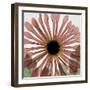 Chrysanthemum Marsala-Albert Koetsier-Framed Art Print