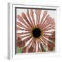 Chrysanthemum Marsala-Albert Koetsier-Framed Art Print