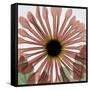 Chrysanthemum Marsala-Albert Koetsier-Framed Stretched Canvas