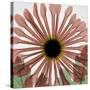 Chrysanthemum Marsala-Albert Koetsier-Stretched Canvas