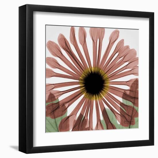 Chrysanthemum Marsala-Albert Koetsier-Framed Art Print