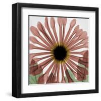 Chrysanthemum Marsala-Albert Koetsier-Framed Art Print