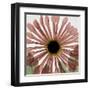 Chrysanthemum Marsala-Albert Koetsier-Framed Art Print