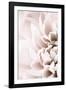 Chrysanthemum No 02-1x Studio III-Framed Photographic Print