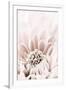 Chrysanthemum No 06-1x Studio III-Framed Photographic Print
