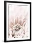 Chrysanthemum No 06-1x Studio III-Framed Photographic Print