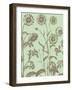 Chrysanthemum, no. 11-null-Framed Art Print