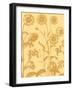 Chrysanthemum, no. 19-null-Framed Art Print